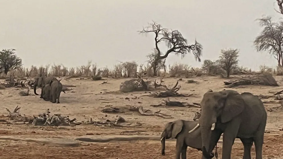 Despite warning shots from the game warden. Elephant cow kills two tourists in national park
