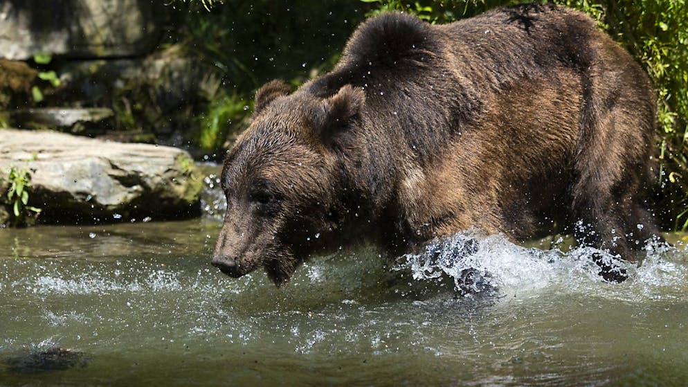 Der Berner Tierpark Dählhölzli will sich weiterentwickeln. Das Stimmvolk soll dazu eine Zonenplanänderung bewilligen. (Archivbild)