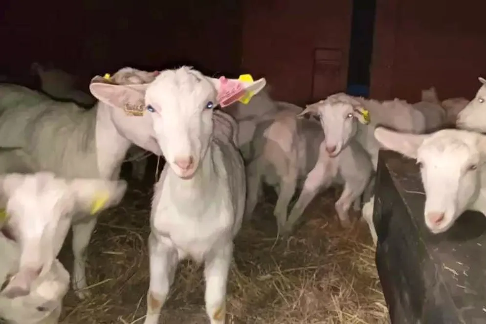 Für diese Ziegen heisst es nun: Adieu, Russland! Hallo, Nordkorea!