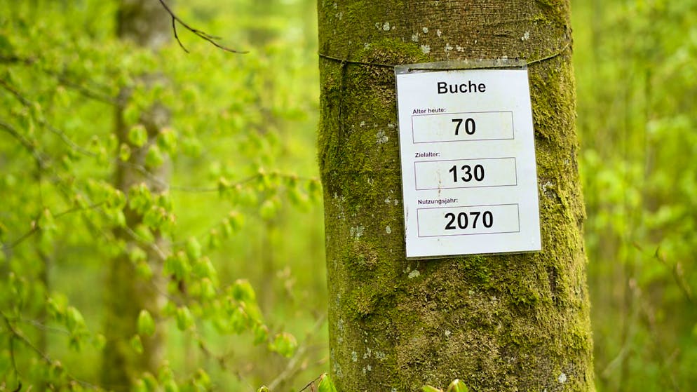 Buchen leiden an der zunehmenden Trockenheit der vergangenen Jahre. (Archivbild)