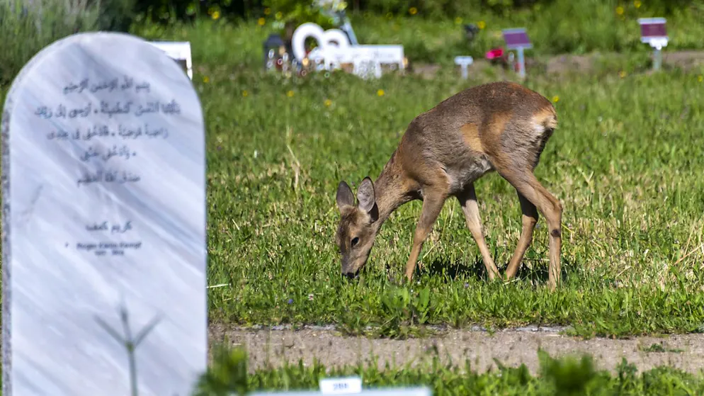 Der Basler Friedhof Hörnli soll frei von Rehen bleiben. (Archivbild)
