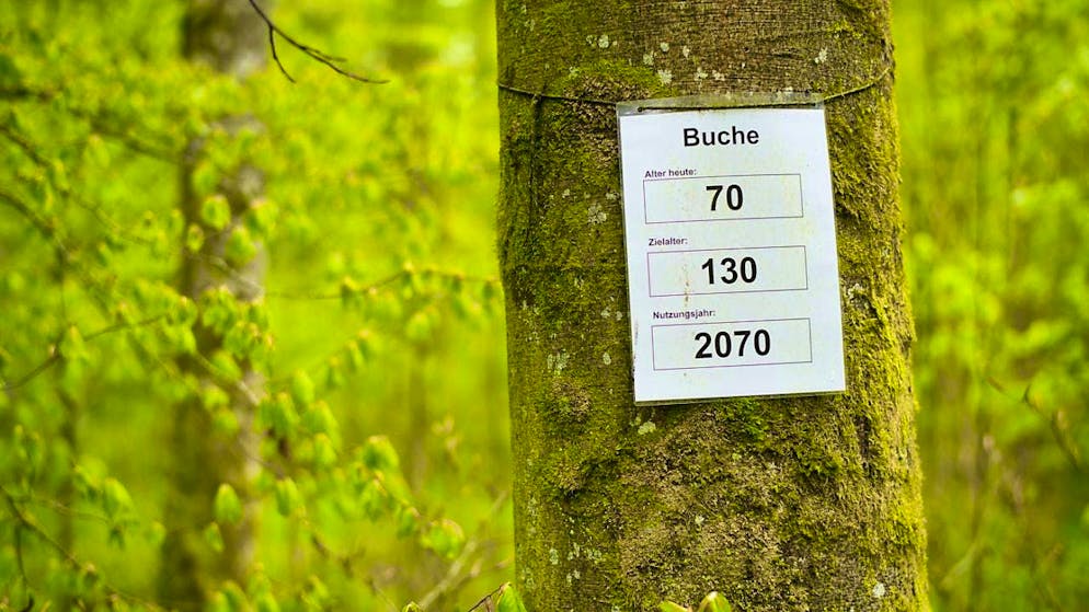 Beech trees are suffering from the increasing drought of recent years. (archive picture)