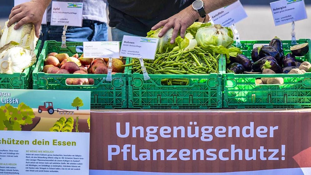 Members of the Bern Farmers' Association present vegetables and fruit in Bern in October 2023, which according to them could not be protected well enough. (archive picture)