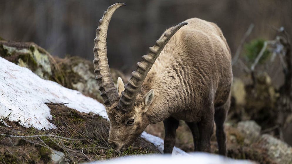 Die Population der Steinböcke hat im Wallis stark zugenommen. (Symbolbild)