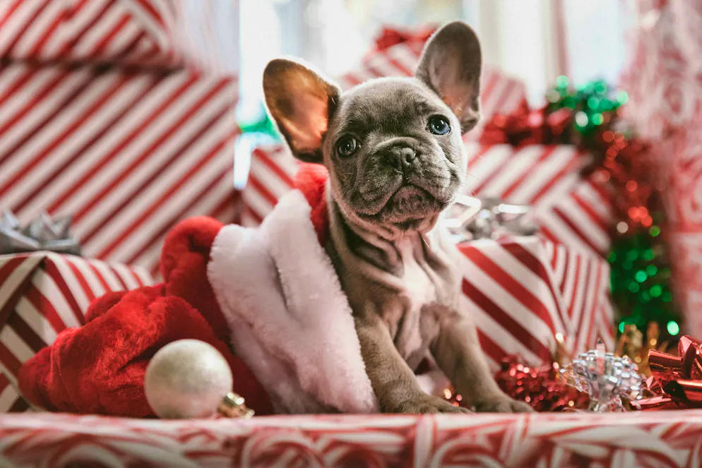 Animals are not toys that can simply be exchanged after the holidays.