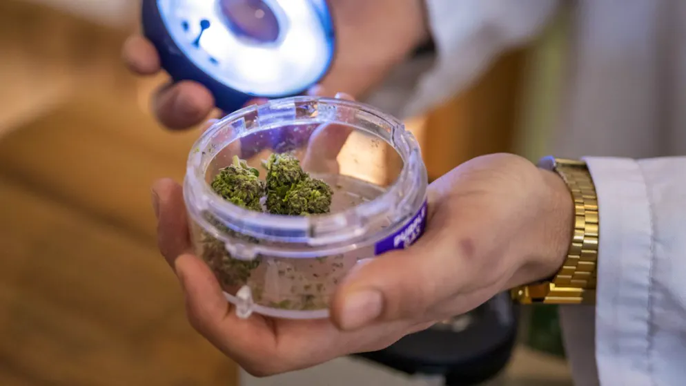 Der Stadtberner Gemeinderat hat den Leistungsvertrag mit der Universität Bern für eine Cannabis-Pilotstudie genehmigt. (Symbolbild)