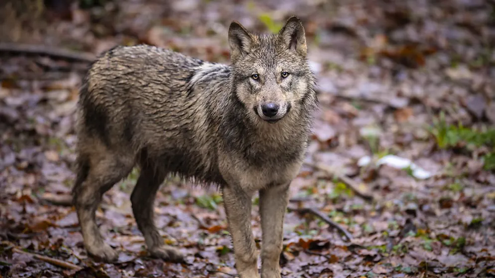 Grands carnivores. Le nombre de loups en France estimé à 1013 en 2024