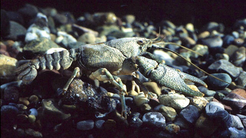 Süsswasserkrebse weisen bei einer Infektion mit der Krebspest eine hohe Sterblichkeit auf. Im Bild zu sehen ist ein Steinkrebs. (Symbolbild)