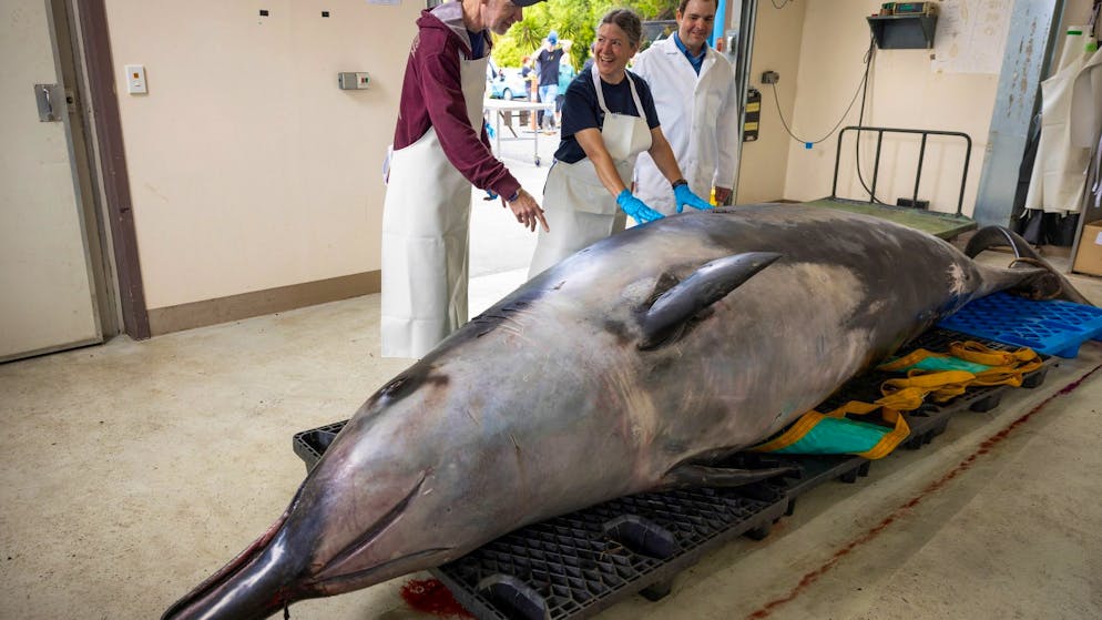 Bemerkenswerte Entdeckungen. Unbekanntester Wal der Welt in Neuseeland seziert