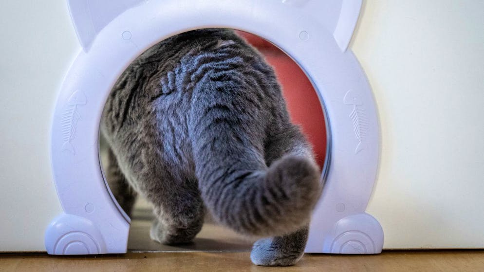 Eine einzige Katze kann in ihrem Leben hunderte Nachkommen zeugen, was zu einer rasanten Überpopulation führt.