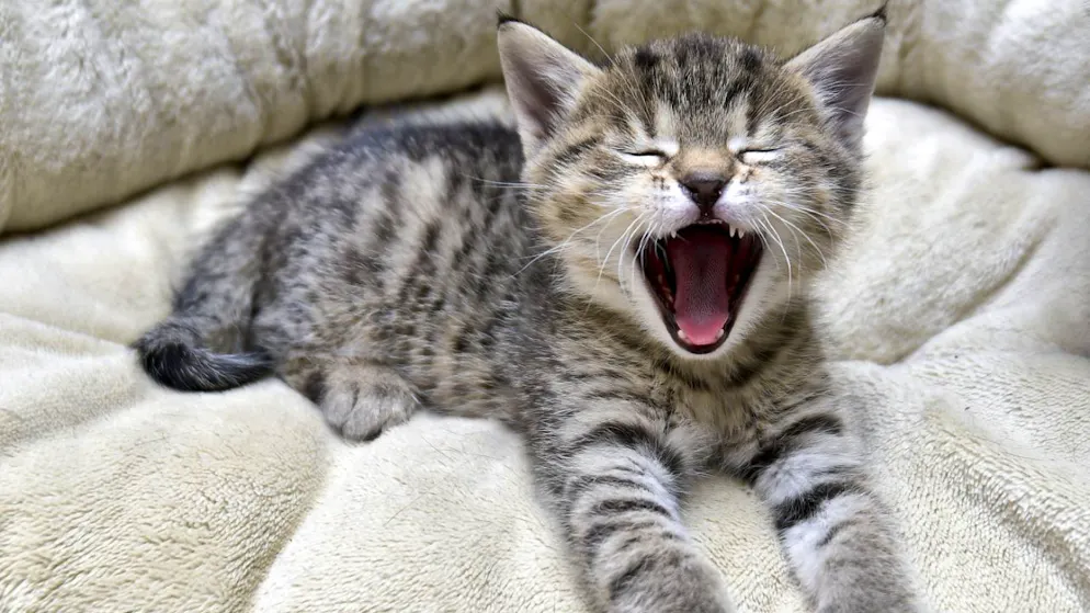 Une solution nationale de puce électronique permettrait de disposer d'une base pour des études visant à mesurer l'impact des chats sur la biodiversité (archives).