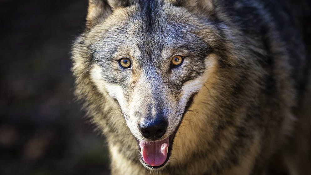 Ab Februar 2025 tritt das revidierte Jagdgesetz mit lockereren Wolfsabschussregeln in Kraft. Im Bild ein Wolf im Wildpark Bruderhaus in Winterthur ZH. (Themenbild)