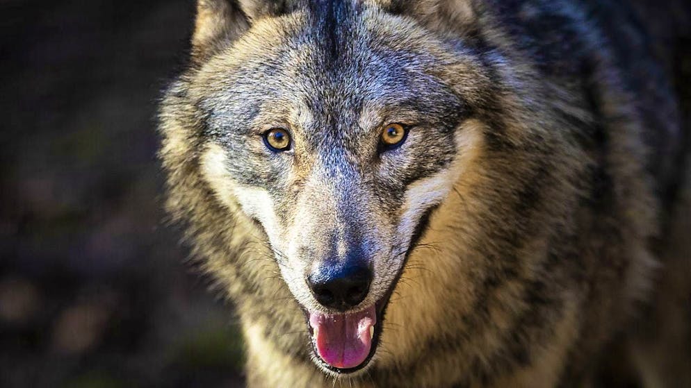 From February 2025, the revised Hunting Act with looser wolf shooting regulations will come into force. The picture shows a wolf in the Bruderhaus wildlife park in Winterthur ZH. (theme picture)