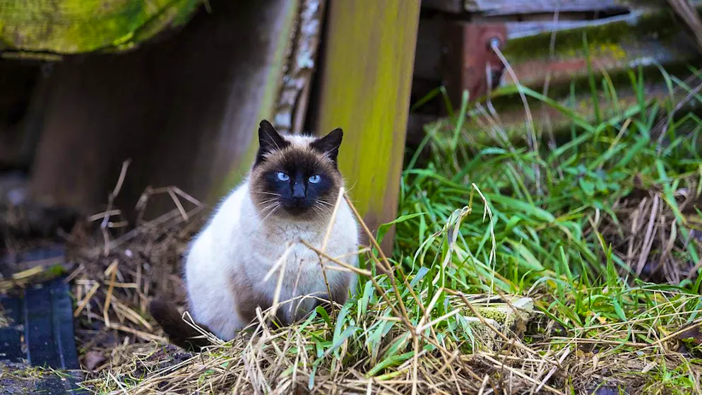 Cats may soon have to be chipped. (archive picture)
