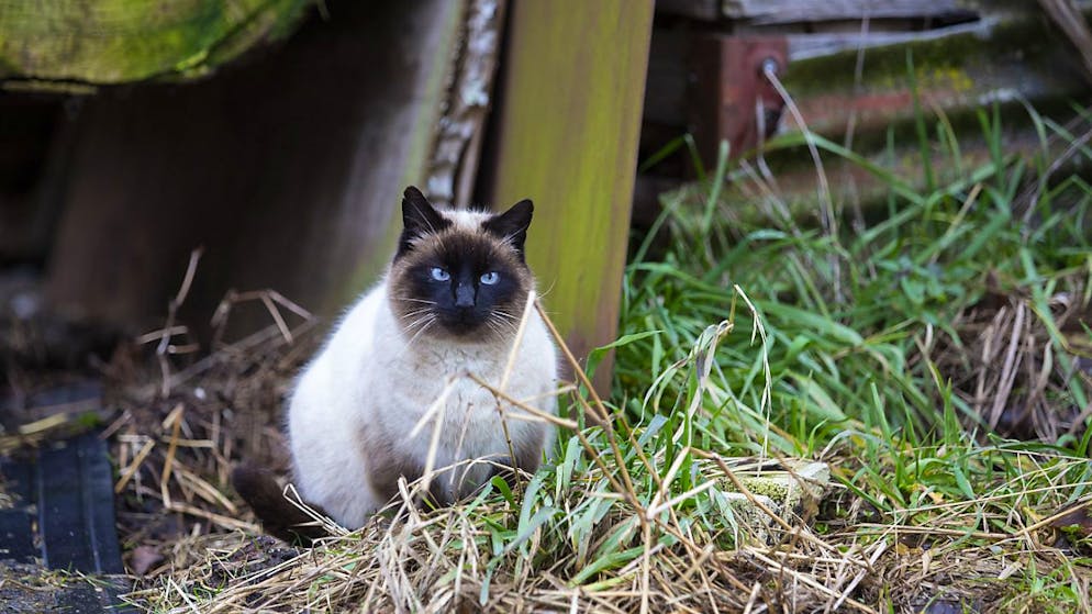 Für Katzen gilt womöglich bald eine Chip-Pflicht. (Archivbild)
