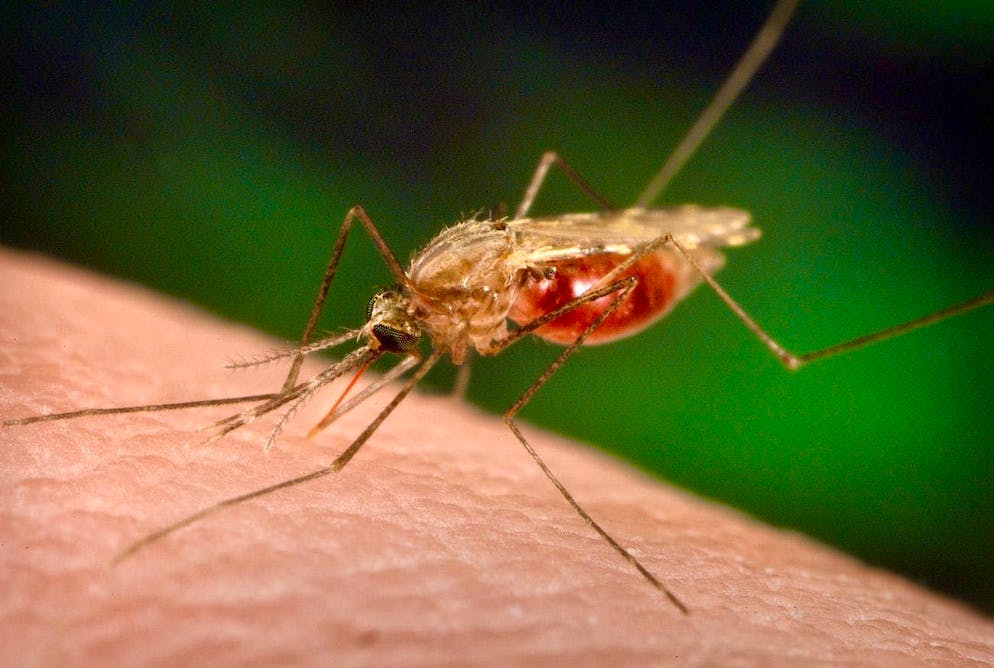 A mosquito sucking blood: experts are investigating whether malaria is influencing the new disease.