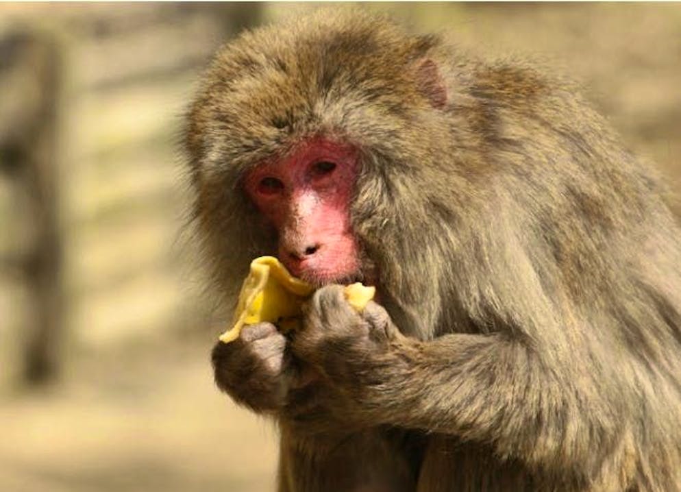 Monkeys like to eat bananas - including the peel. Also a good idea for humans?