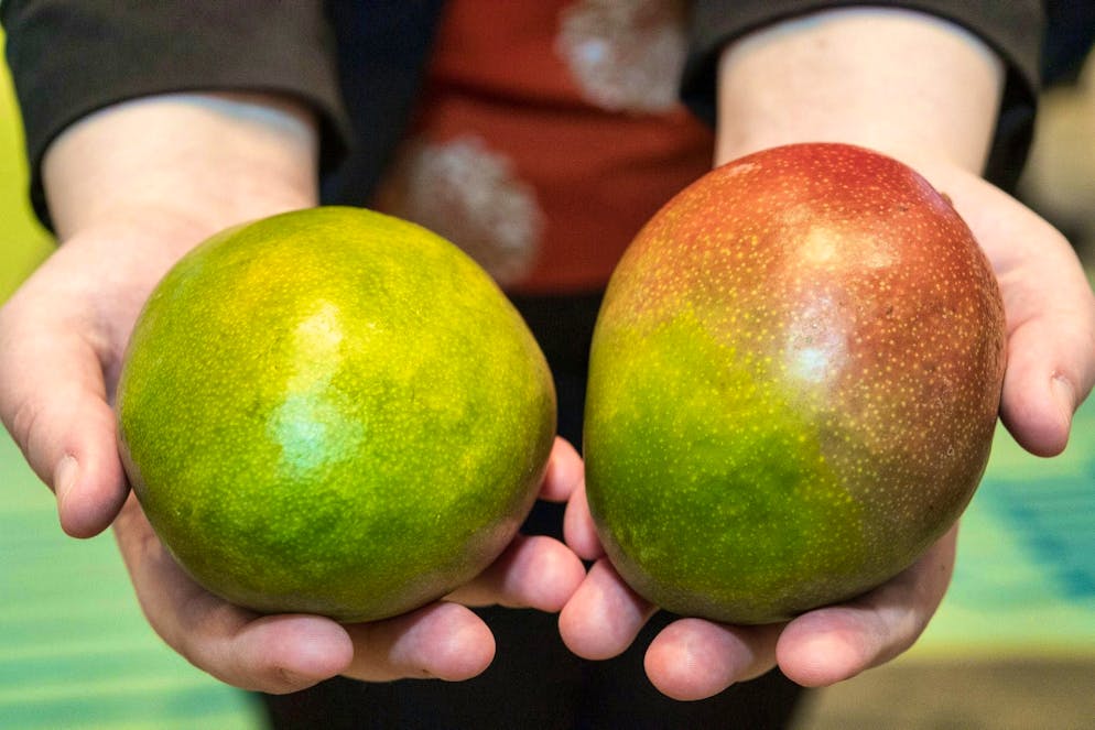 The color of the skin says nothing about the ripeness of a mango - the pressure test helps here.