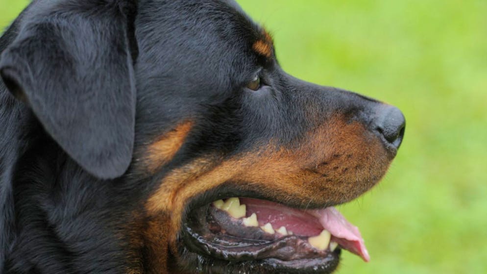 Un rottweiler a mordu plusieurs personnes - dont des enfants - à Adlikon (ZH) en octobre dernier.