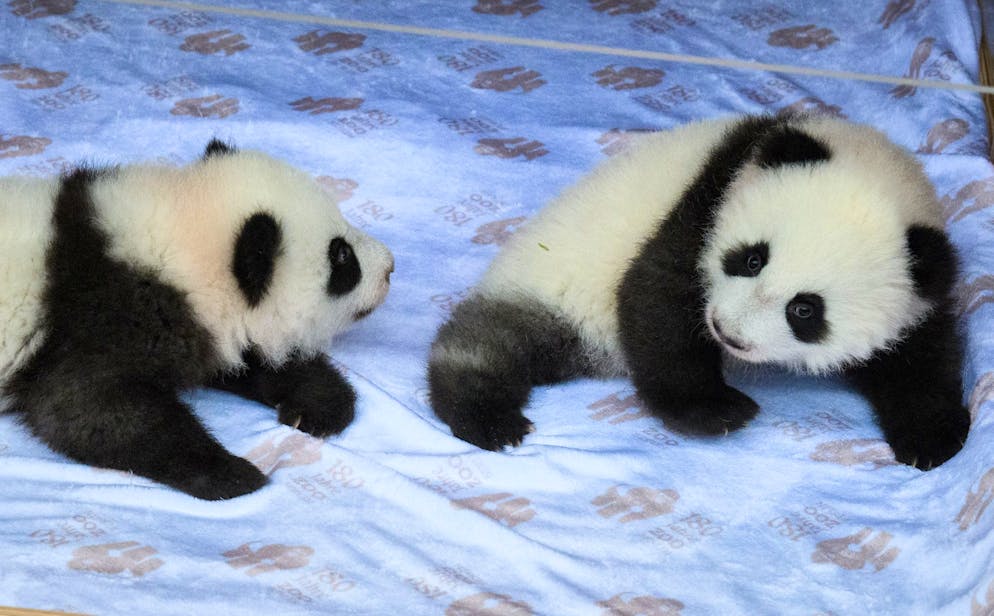 Warum wir Tierbabys so süss finden - Gallery. Grosser Kopf, Stuppsnase und tapsig.