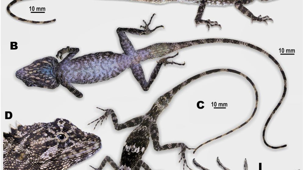 Zu den skurrilsten Entdeckungen aus dem Jahr 2023 zählt eine oft gut getarnte Eidechse (Laodracon carsticola), die angesichts ihres steinernen Aussehens bei "Game of Thrones" mitspielen könnte.