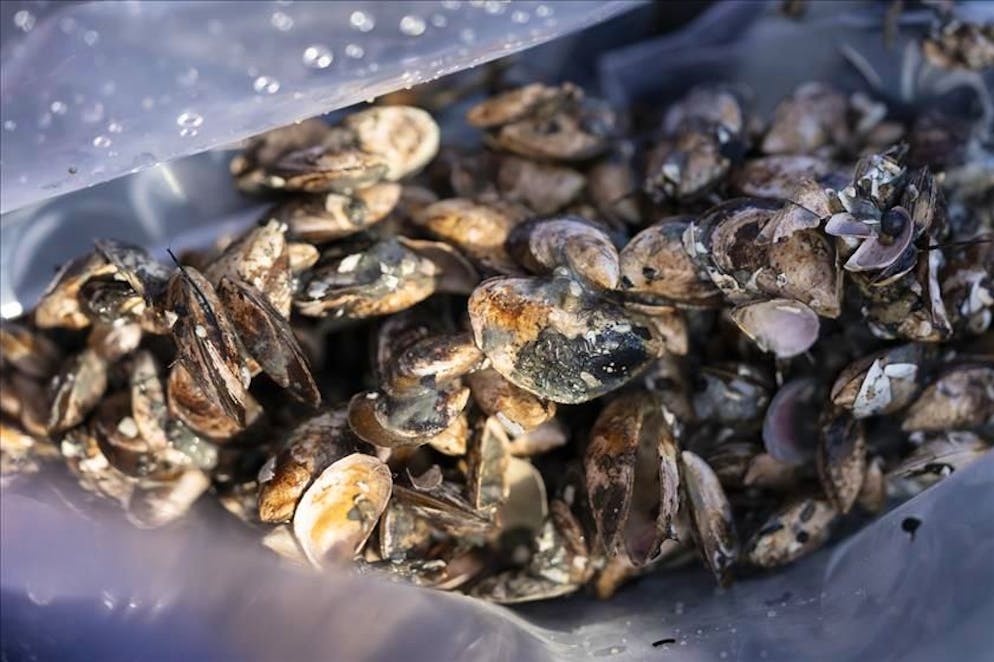 La cozza quagga ha invaso diversi laghi svizzeri