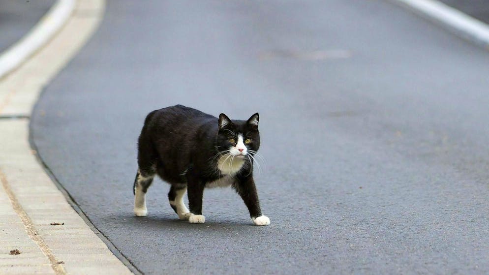 A cat was run over on a country road - by two cars in succession (symbolic image).