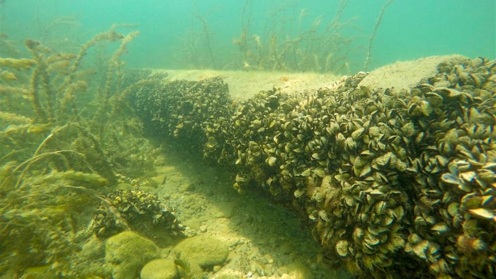 La cozza quagga è una delle specie invasive che causano gravi danni ai corpi d'acqua.