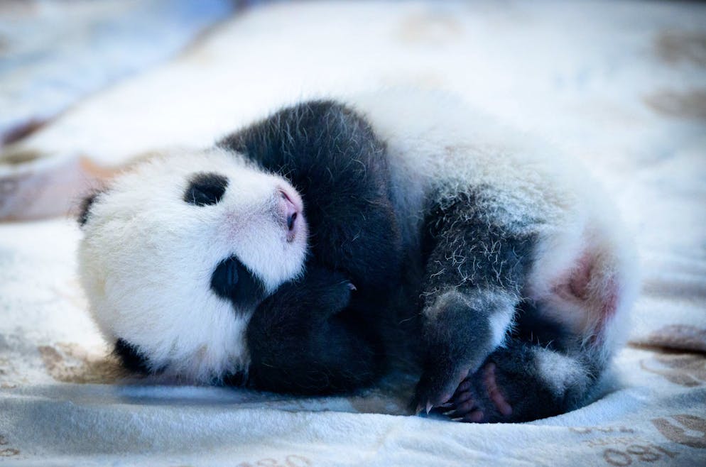 Warum wir Tierbabys so süss finden - Gallery. Bei Menschen lösen diese Schlüsselreize das Bedürfnis aus, sich zu kümmern.