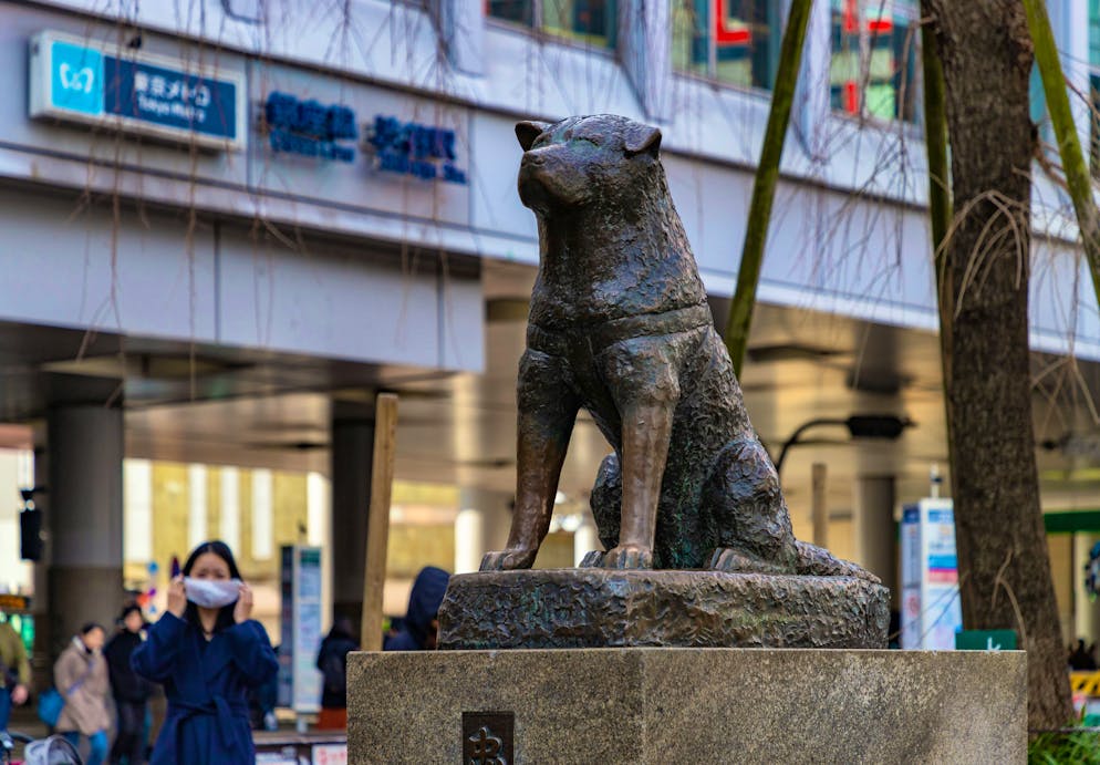 Hachiko. Hachiko was an Akita dog who returned to Shibuya Station in Tokyo for ten years to wait for his deceased owner. A statue was erected in his honor.