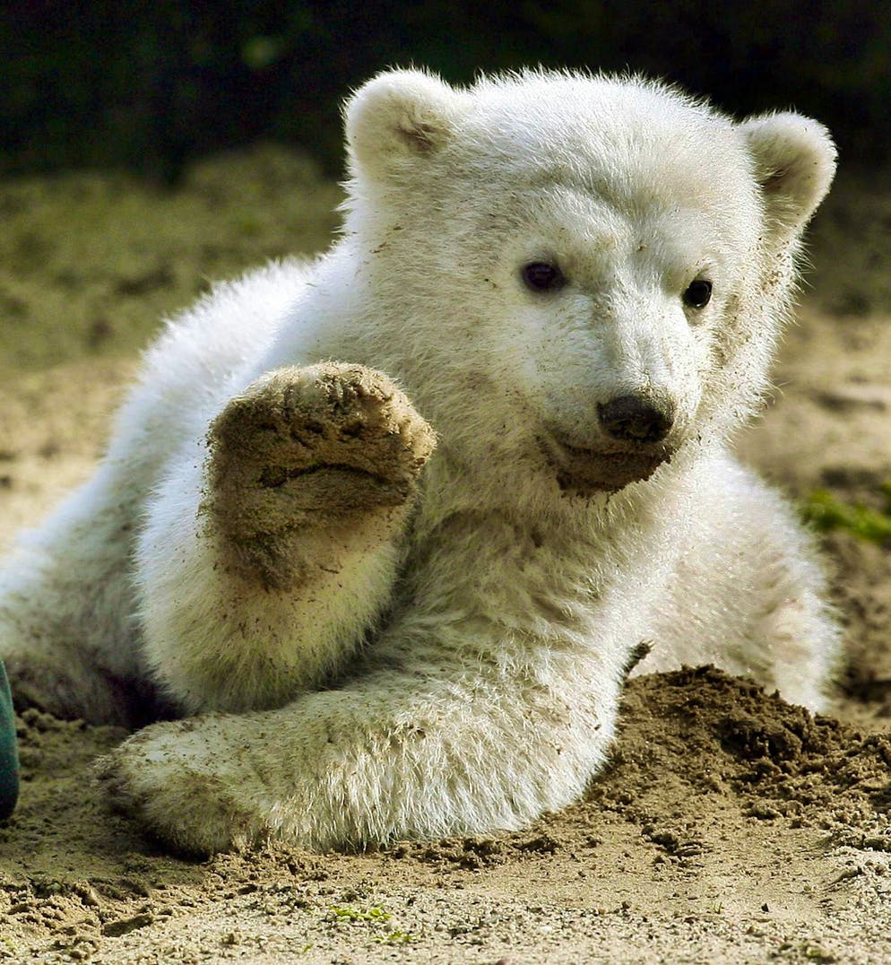 Why we think baby animals are so cute - Gallery. The polar bear cub Knut once caused a hype.