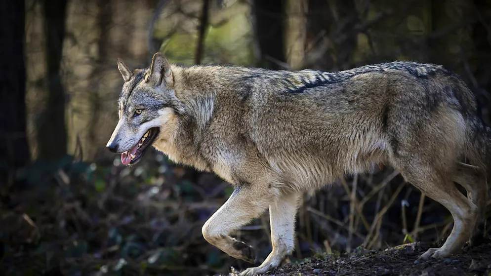 13 lupi del branco del Fuorn in Bassa Engadina sono stati eliminati. (immagine simbolica)
