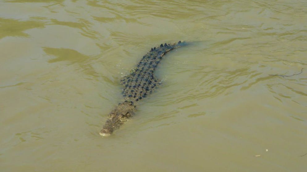 ARCHIV - Ein Krokodil schwimmt im Adelaide River im Northern Territory in Australien. Foto: Carola Frentzen/dpa