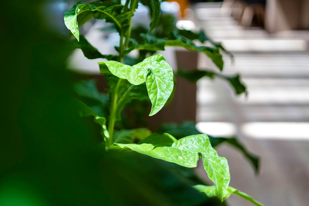 Eine Tabakpflanze im «Cube», dem internationalen Forschungs- und Entwicklungszentrum von Philip Morris in Neuenburg.