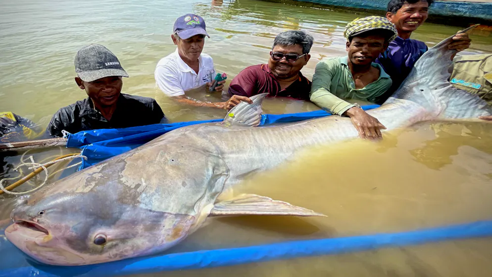 Vom Aussterben bedrohter Riesenwels. Forscher begeistert über Jahrhundert-Fang