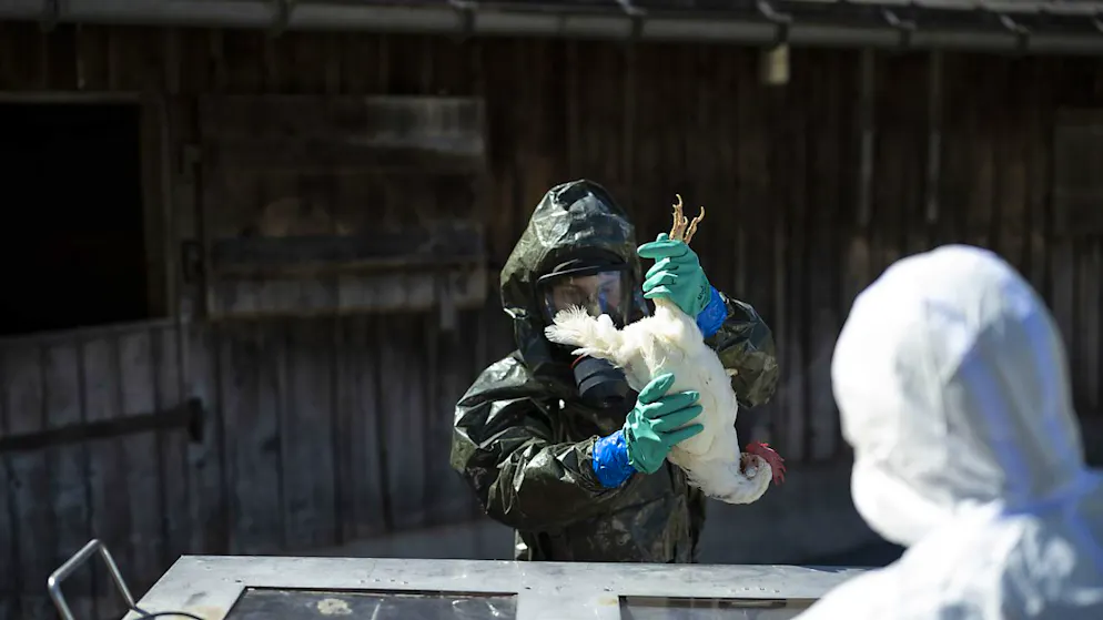 Le virus de la grippe aviaire a montré des signes de mutation à mesure qu'il se propageait parmi des vaches laitières et infectait des humains aux États-Unis (archives).