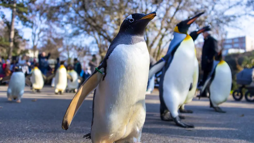 Gute Nachricht für die Pinguine und alle anderen Tiere im Zoo Basel: Die beliebte Anlage erhält künftig höhere Staatsbeiträge. (Sambolbild)