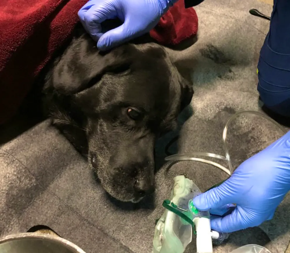 Le chien, gravement intoxiqué par la fumée, a reçu de l’oxygène sur place avant d’être confié à un hôpital vétérinaire pour la suite des soins.
