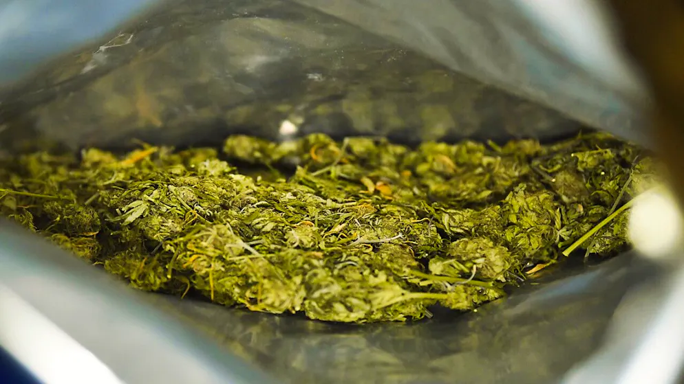 Die Kantonspolizei Bern stellte am Montag bei einer Fahrzeugkontrolle rund ein Kilogramm Marihuana sicher. (Symbolbild)