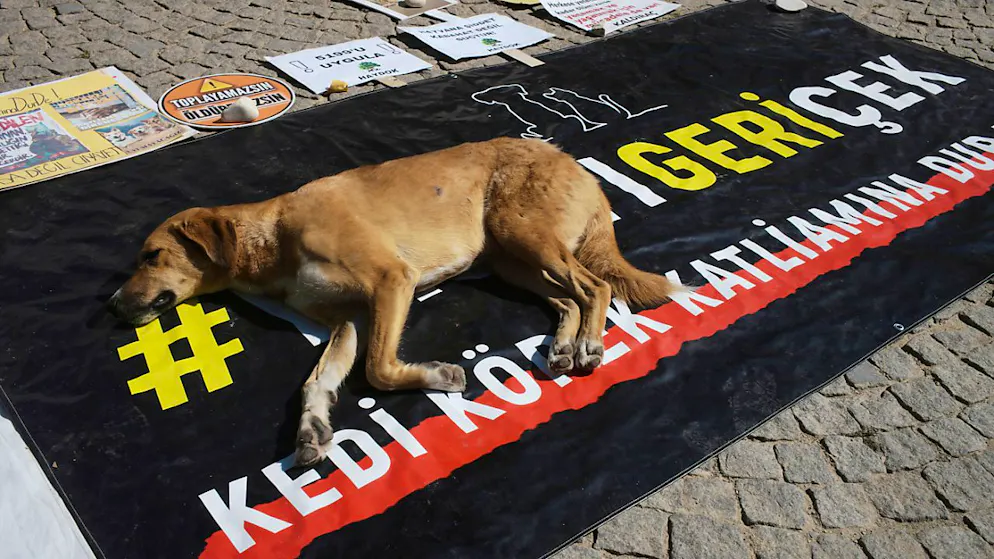 ARCHIV - Ein streunender Hund ruht auf einem Transparent mit der Aufschrift «#Zurückziehen der Gesetzgebung» während einer Demonstration von Tierschützern. Foto: Burhan Ozbilici/AP/dpa