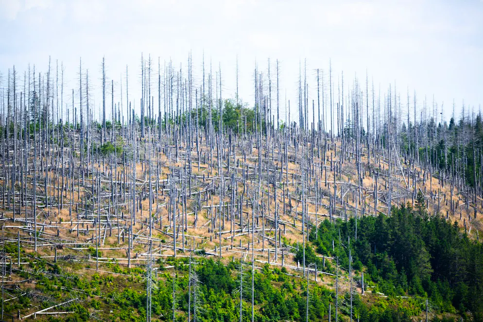 1,5 Grad sind übertroffen – ist das 1,5-Grad-Ziel verfehlt? - Gallery. Der Klimawandel verursacht schon jetzt schwere Schäden. So setzt er etwa den Wäldern in Mitteleuropa schwer zu. 
