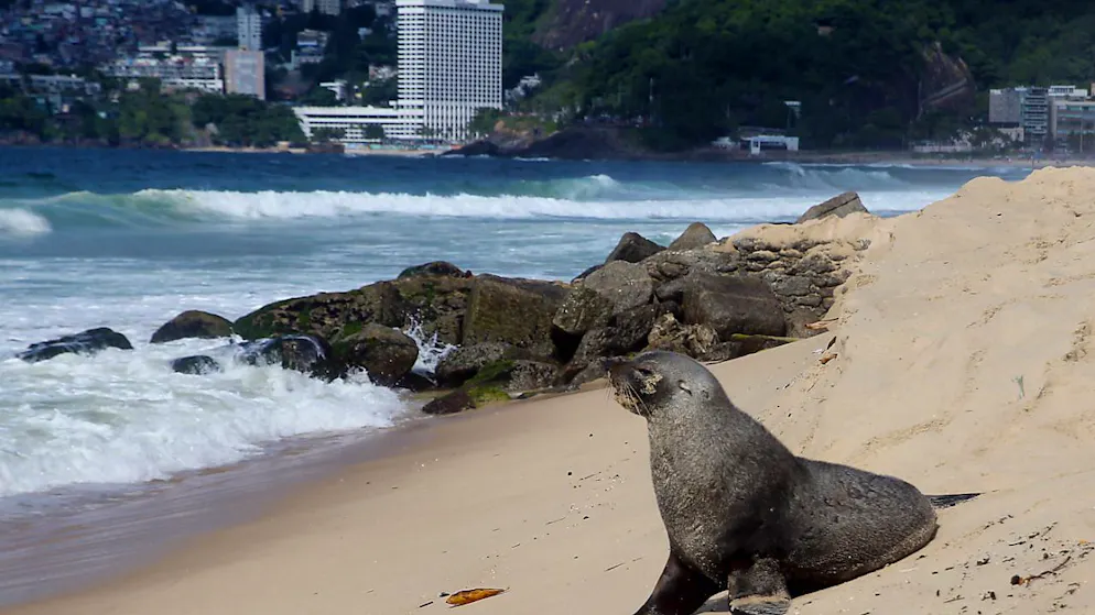 Ein Seebär am Strand von Ipanema. Foto: Bob Karp/ZUMA Press Wire/dpa
