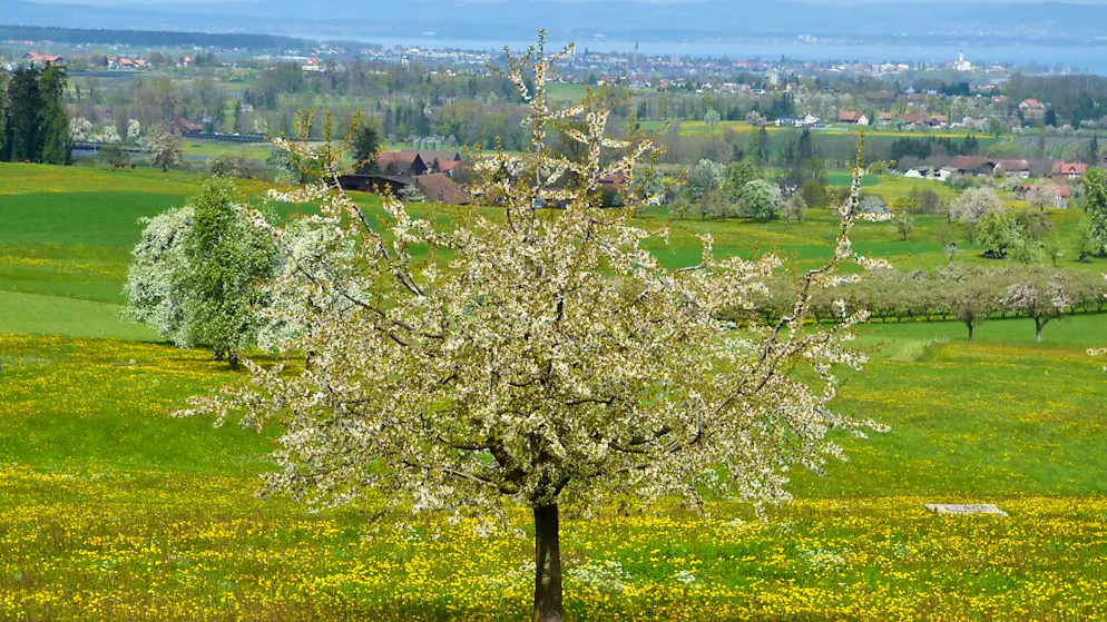 Die Finanzlage der 80 Thurgauer Gemeinden hat sich im letzten Jahr insgesamt etwas verschlechtert. (Archivbild)