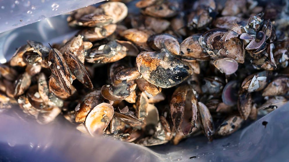 Forscherinnen und Forscher der Universität Konstanz sammelten Quaggamuscheln aus dem Bodensee. (Archivbild)