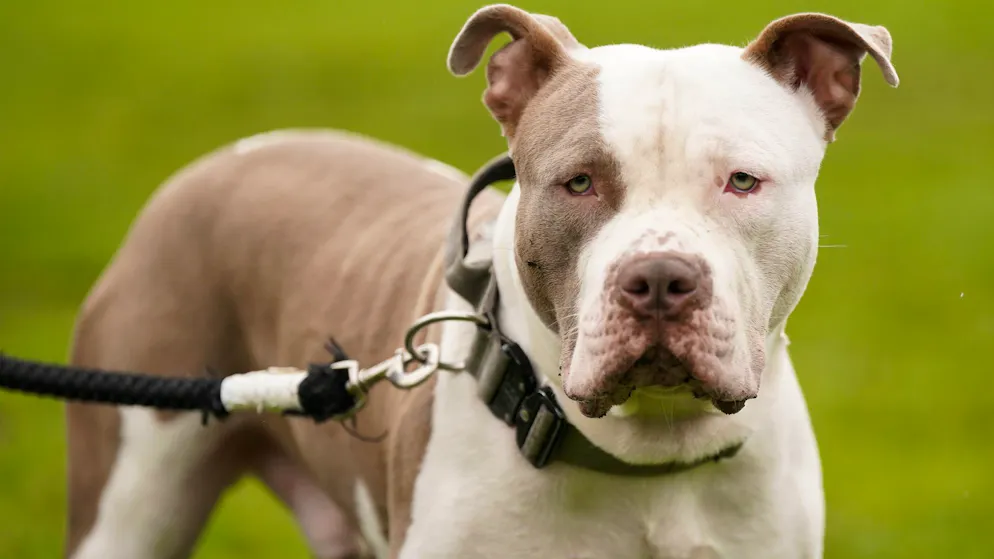 Die Haltung von XL-Bully-Hunden ist in England und Wales seit Februar nur noch in Ausnahmen erlaubt. (Archivbild)