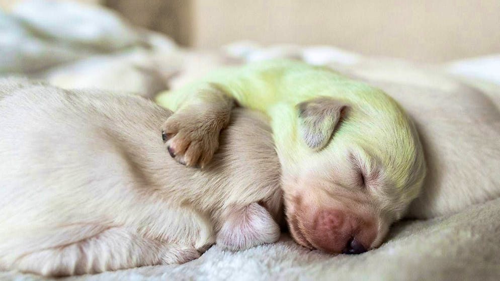 The import ban is intended to curb the irresponsible dog trade from abroad. (archive picture)