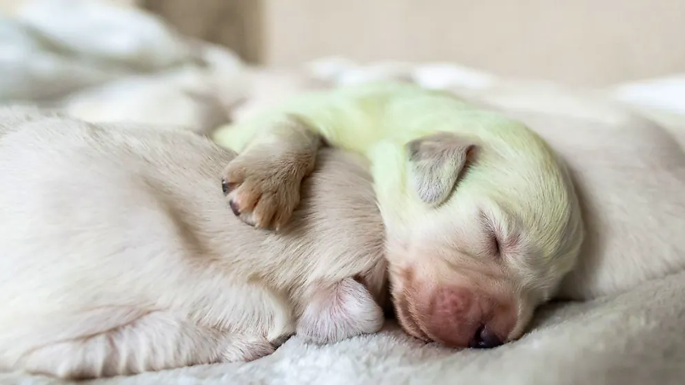 Mit dem Importverbot soll der verantwortungslose Hundehandel aus dem Ausland eingedämmt werden. (Archivbild)