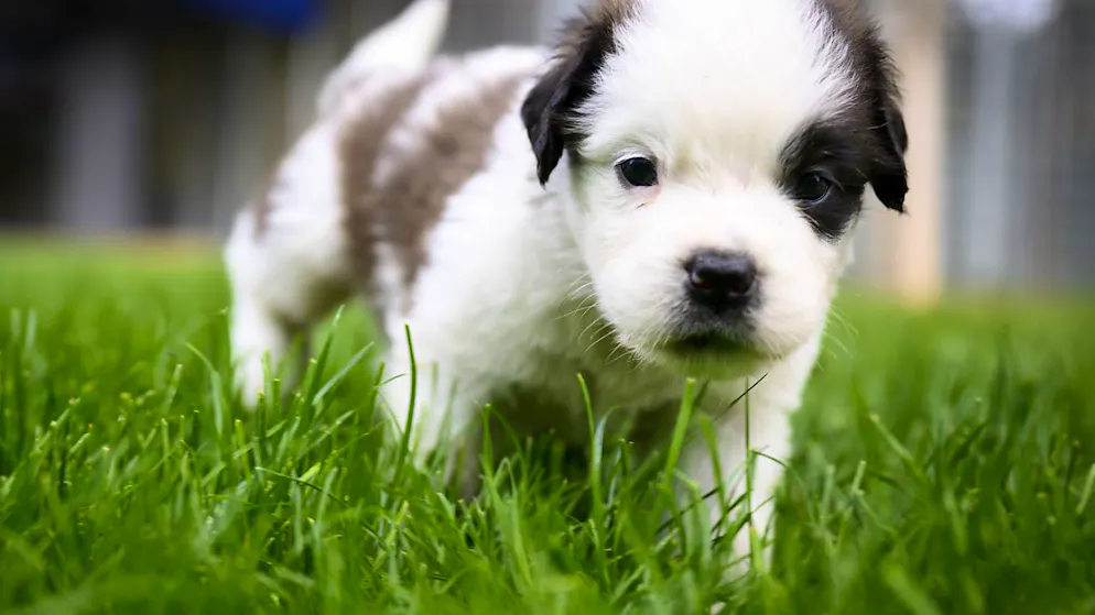 Seuls les particuliers qui vont personnellement chercher leur chiot chez l'éleveur à l'étranger seront autorisés à importer des chiens âgés de moins de 15 semaines (image symbolique).