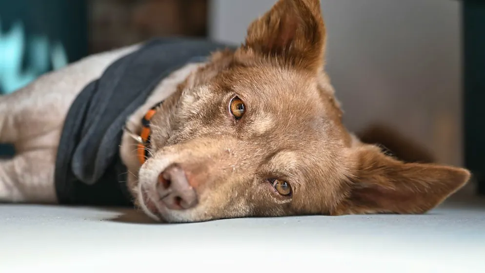 Das Verwaltungsgericht hat im Fall eines Hundehalters das Veterinäramt zurückgepfiffen. Es muss den Fall nun besser abklären. (Symbolbild)
