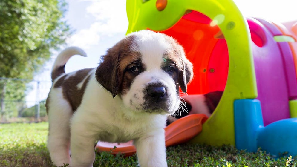 Ein Hundebesitzer in Baden AG, der die Hundesteuer nicht bezahlte und daher zu einer Busse verurteilt wurde, muss nun doch nicht einen Tag ins Gefängnis. Das hat das Aargauer Obergericht entschieden. (Symbolbild)